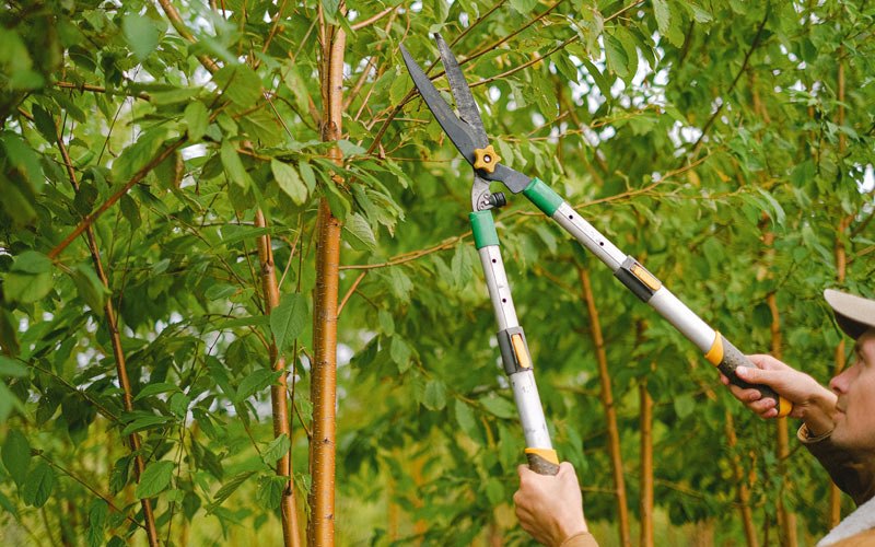 Tree trimming in Pekin, IL